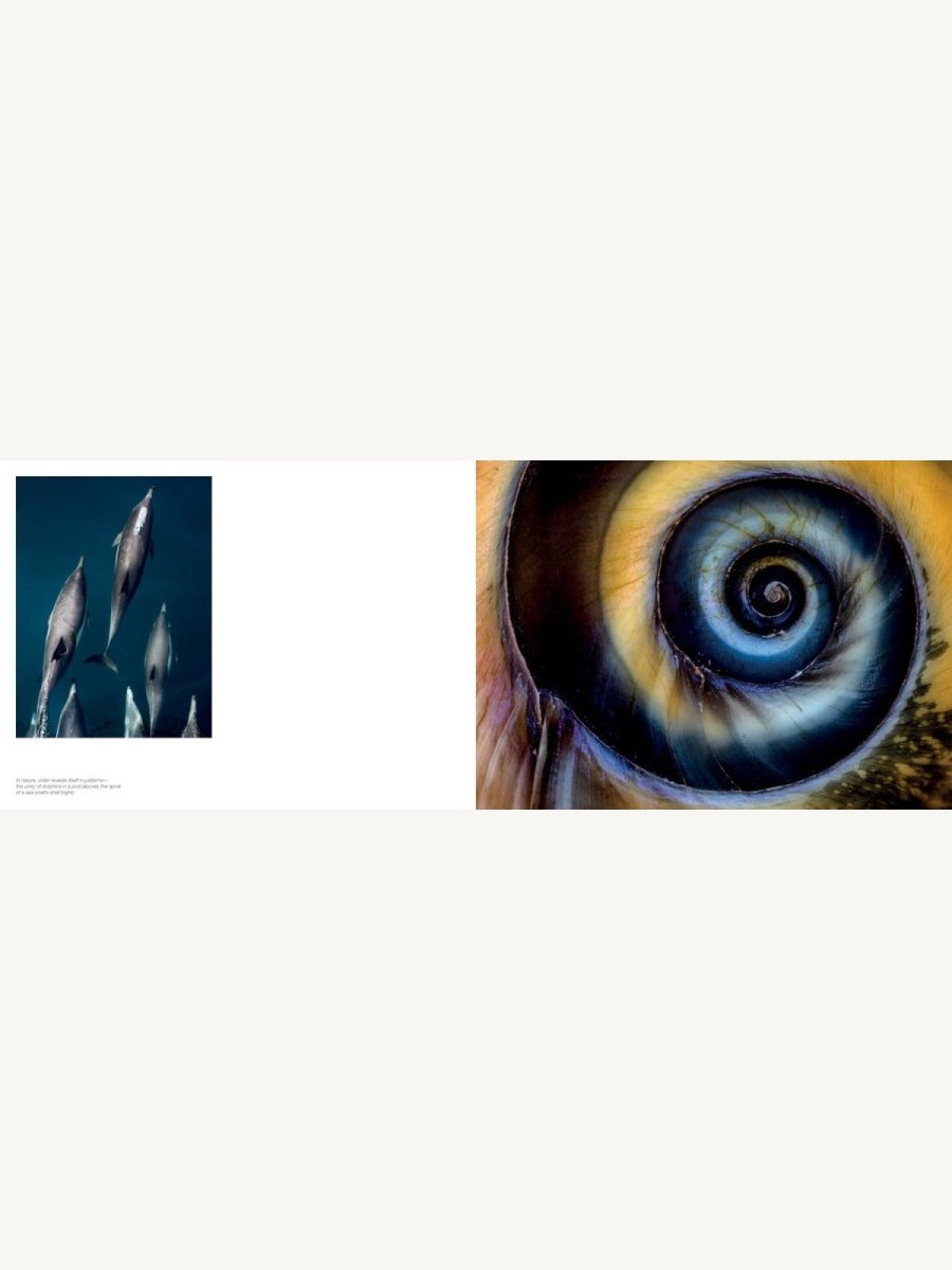 Jon McCormack: Patterns. Art of the Natural World - Boutique Galleria