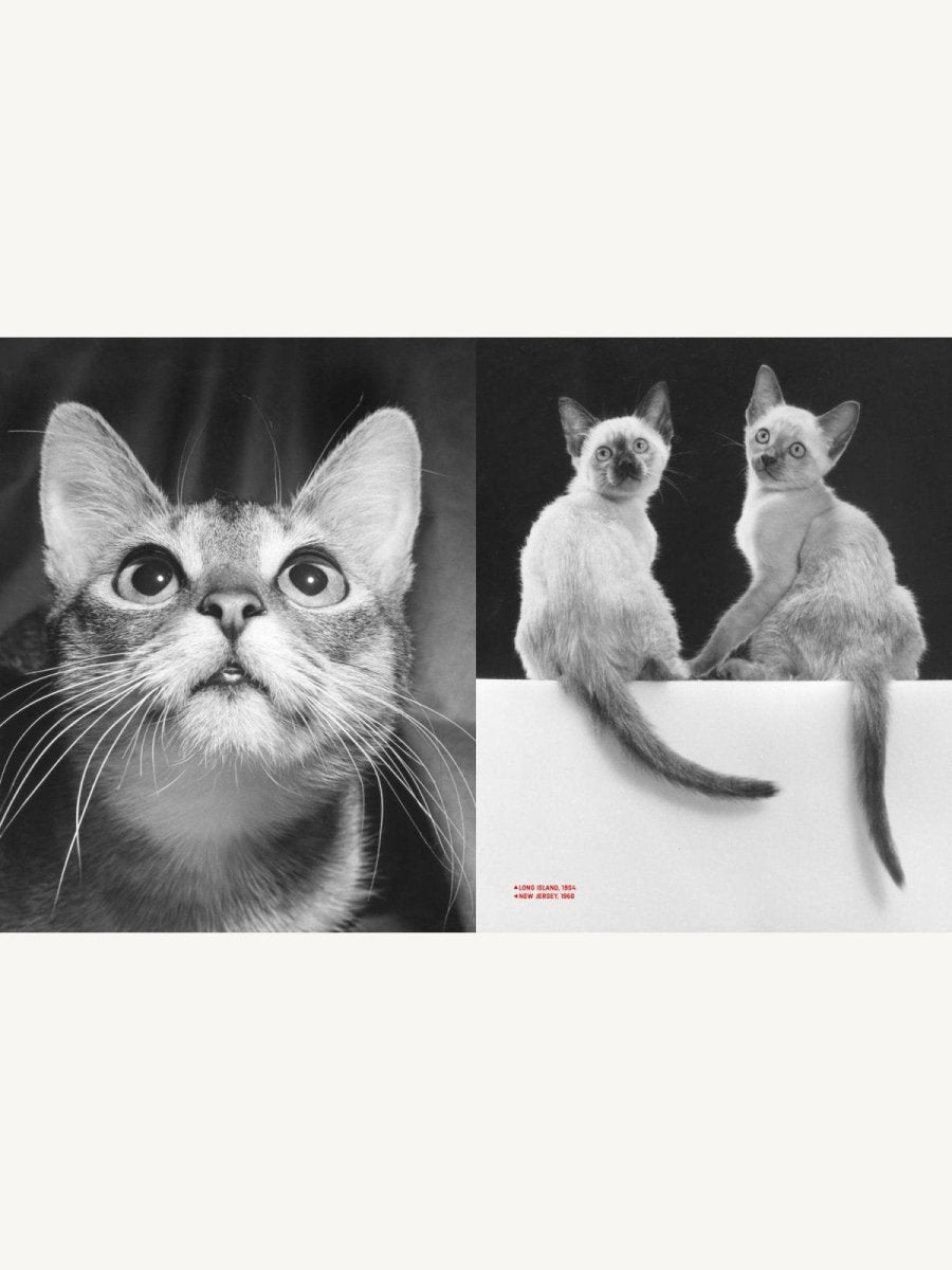 Walter Chandoha – Family Cats. From the Archive - Boutique Galleria