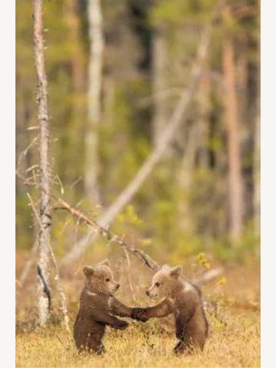 Wild Places of Europe Astounding views of the continent’s most beautiful nature sites (Book) | Travel Book - Boutique Galleria