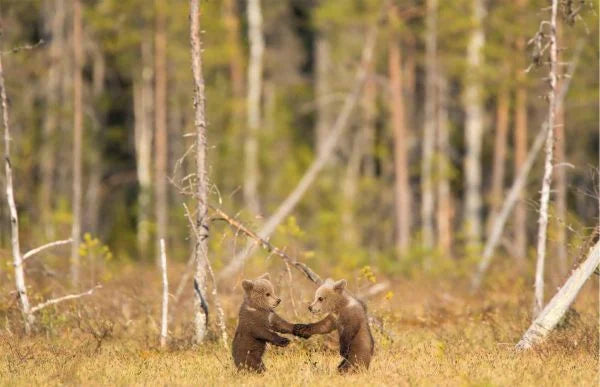 Wild Places of Europe
Astounding views of the continentâ€™s most beautiful nature sites