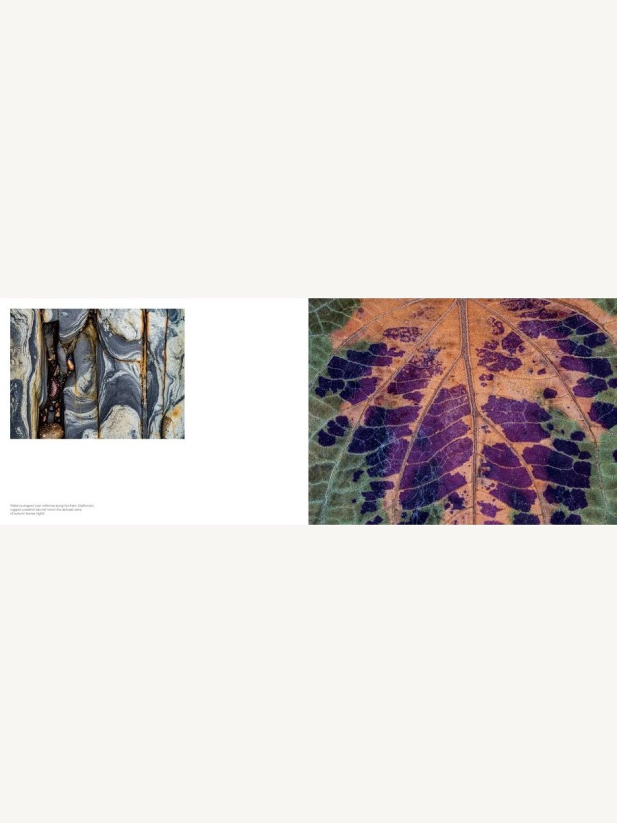 Jon McCormack: Patterns. Art of the Natural World - Boutique Galleria