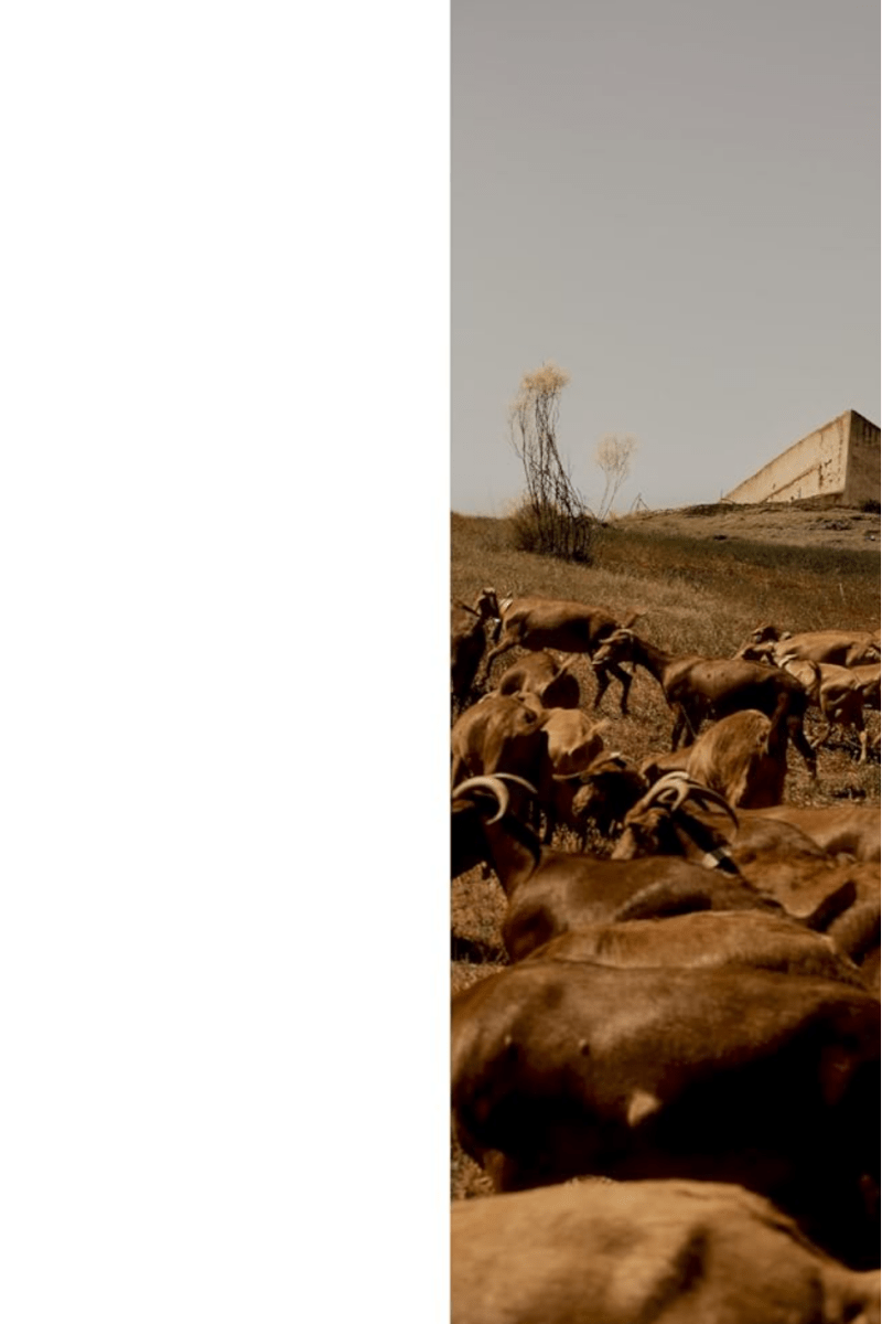 Kinfolk Journeys by John Burns - Boutique Galleria