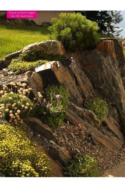 The Crevice Garden - Boutique Galleria