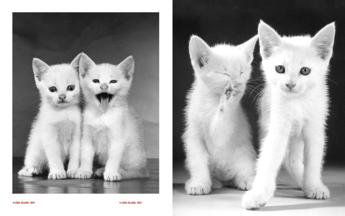 Walter Chandoha – Family Cats. From the Archive - Boutique Galleria