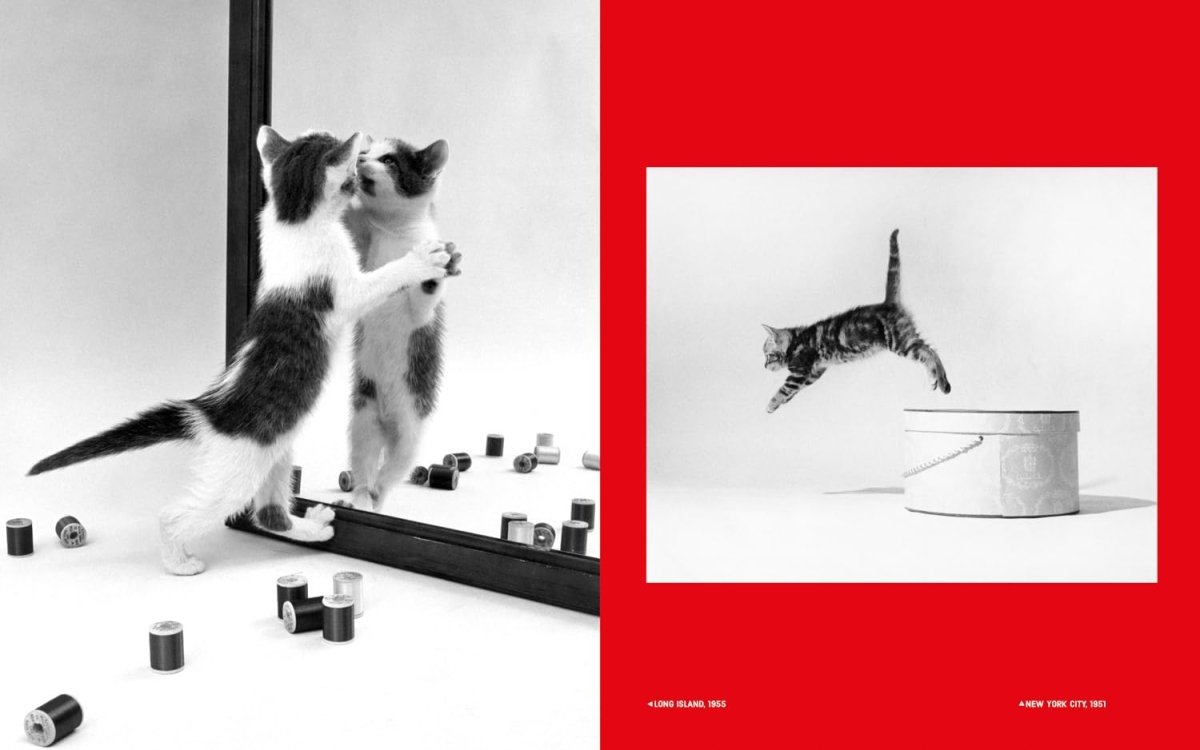 Walter Chandoha – Family Cats. From the Archive - Boutique Galleria