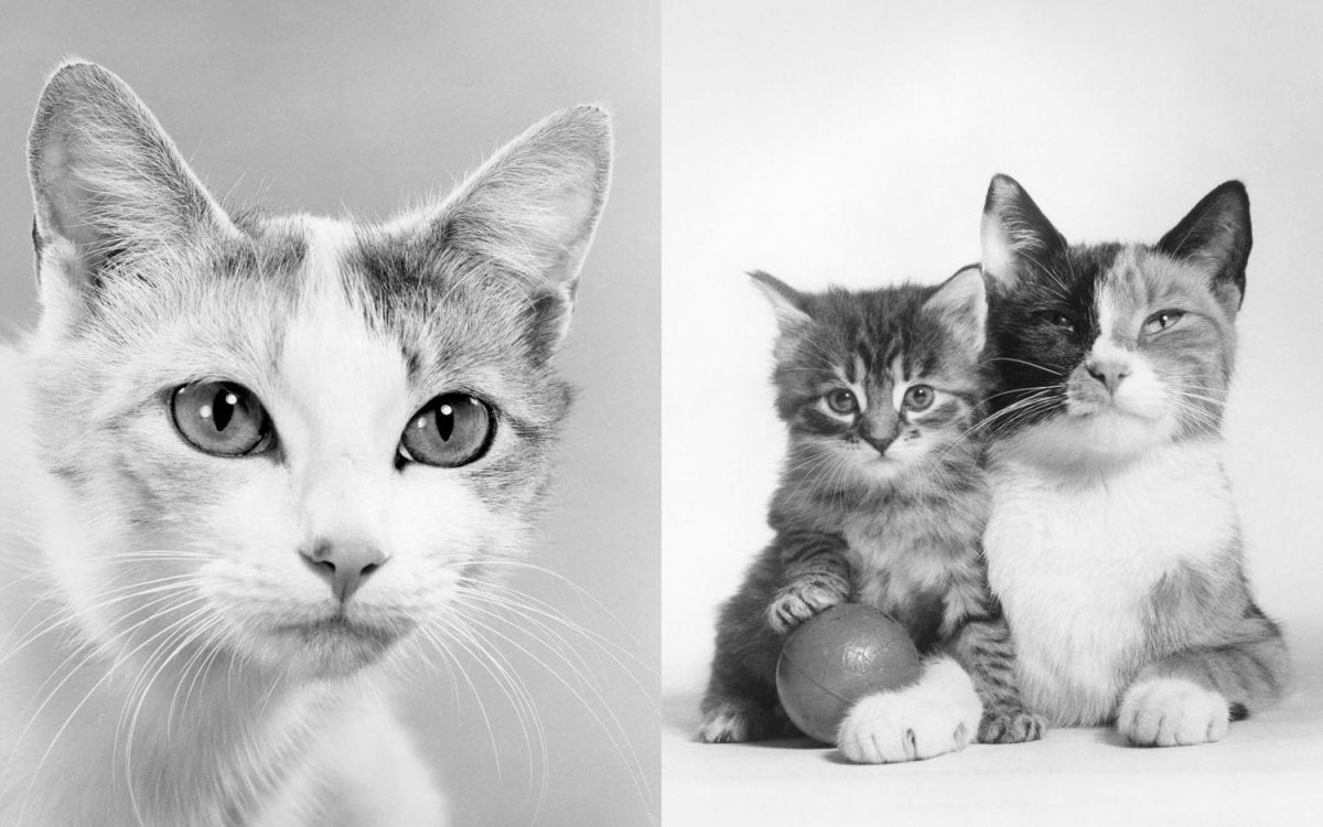 Walter Chandoha – Family Cats. From the Archive - Boutique Galleria