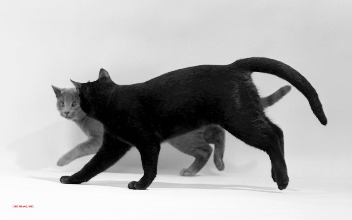 Walter Chandoha – Family Cats. From the Archive - Boutique Galleria