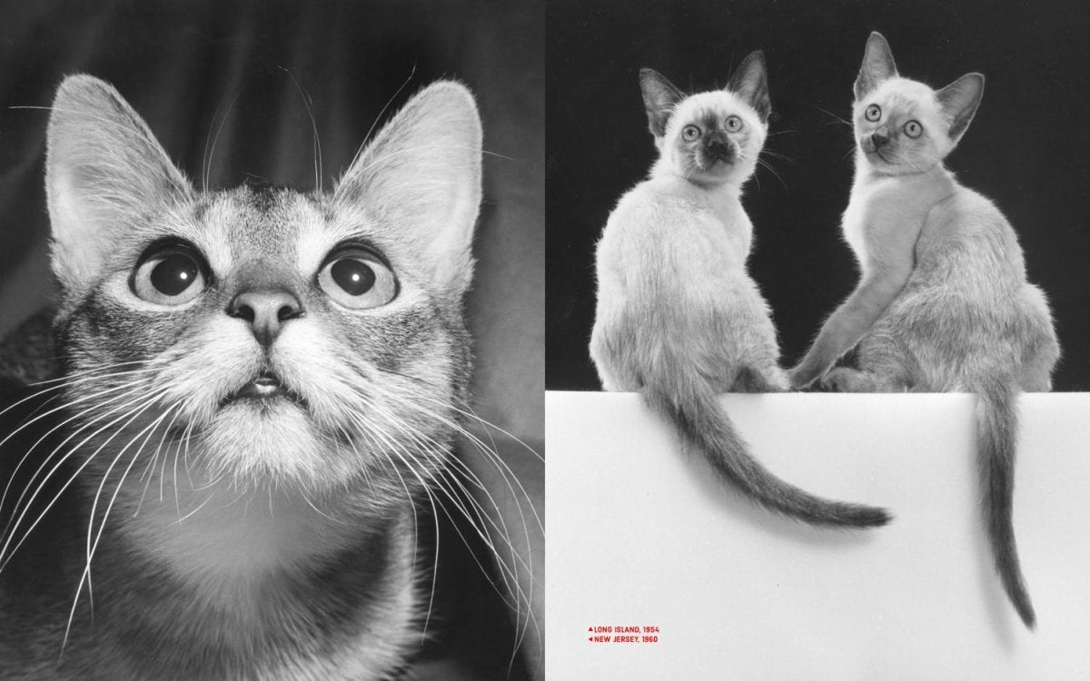 Walter Chandoha – Family Cats. From the Archive - Boutique Galleria