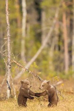 Wild Places of Europe Astounding views of the continentâ€™s most beautiful nature sites - Boutique Galleria